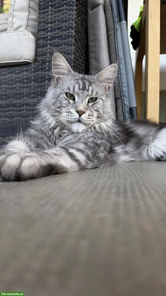Maine Coon Deckkater