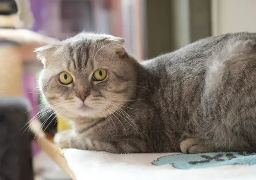 Milo 5j. sucht ein Zuhause mit Freigang (ländlich)