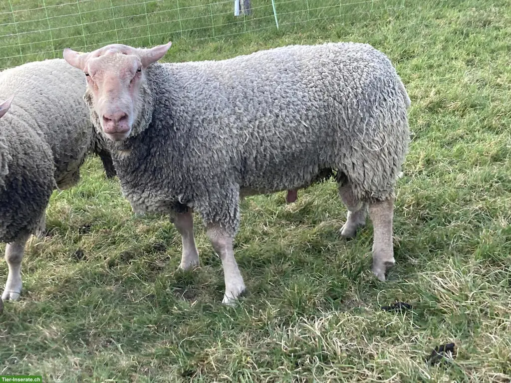 Charollais Widder zu verkaufen