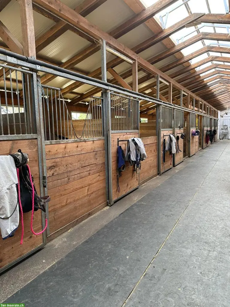 Vermieten Auslauboxe & Innenboxen in Dielsdorf/Niederhasli