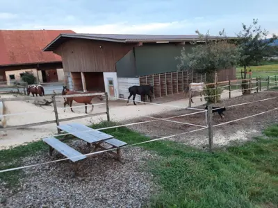 Offenstall Chätschhof in Rümlang