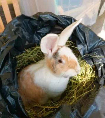 KANINCHENDAME / Zibbe sucht neues zu Hause