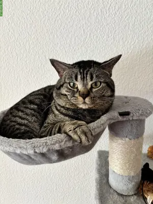 Balu, eine Europäisch Kurzhaar Kater, 1-jährig