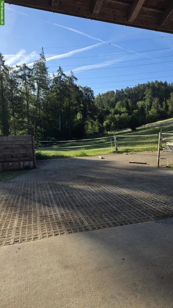 Vermieten Innenbox mit täglichem Auslauf für leichtfuttriges Pony