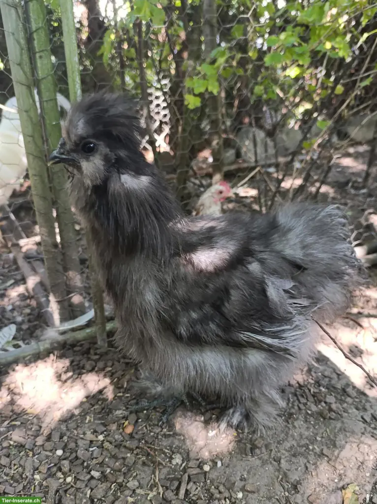 Junger, lieber Showgirl-Mix Hahn sucht Lebensplatz 🐓