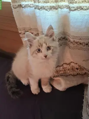 Neva Masquarade Mix Kater