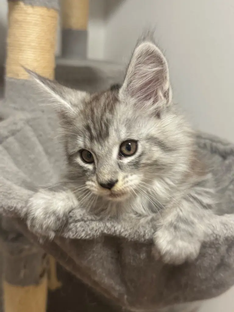 Maine Coon Kitten
