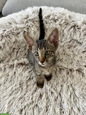 Oriental Kurzhaar Mix Kitten