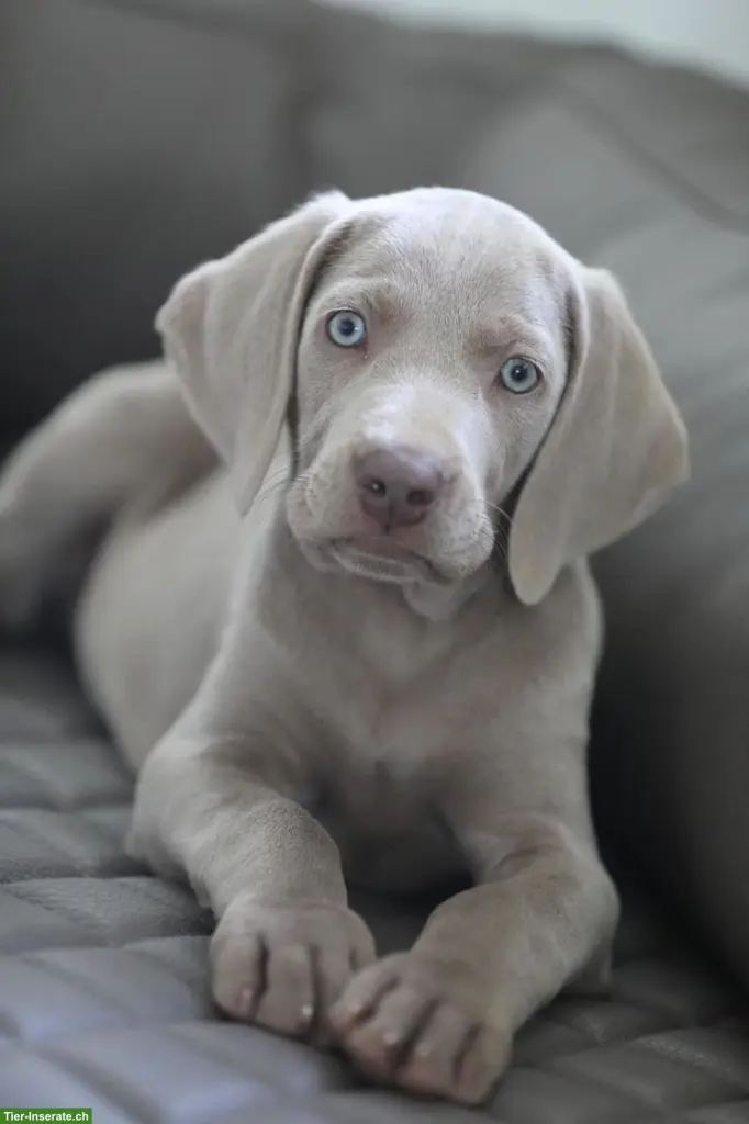 Weimaraner Welpen mit Papieren & genetischer Auswertung