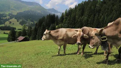 emma - die schnelle Mastitis PCR