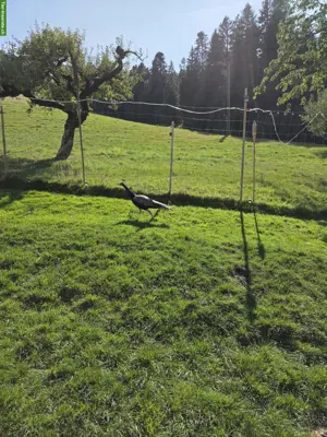4-jähriger Pfau zu verschenken