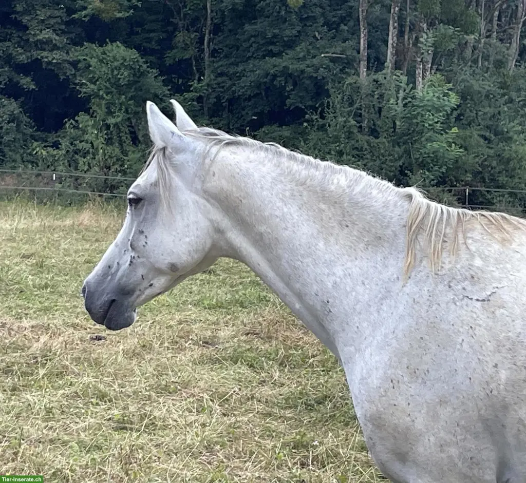 Vollblutaraber, 6-jährig, sucht Lebensplatz