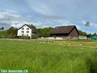 Stallplätze in Doppelauslaufbox oder Offenstall, Niedergösgen SO