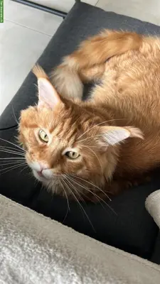 🐾 Maine Coon Deckkater TOM known for Zuchtbesuch