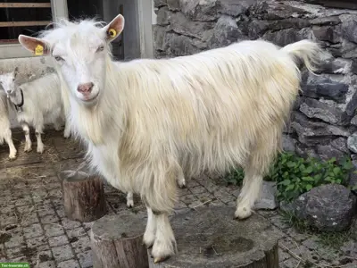 Appenzeller Ziegenbock aus Biobetrieb