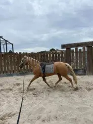 Hübsche Morgan Horse Stute