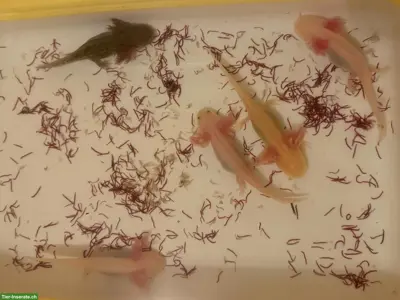 Axolotl Wildling zu verkaufen