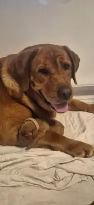 Labrador Welpen foxred, darkfoxred