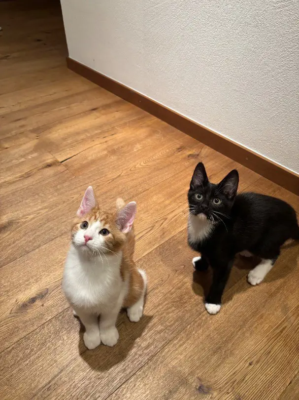 Maine- Coon Mischlinge