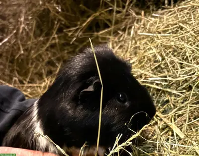 Meerschweinchen, schwarz-weiss