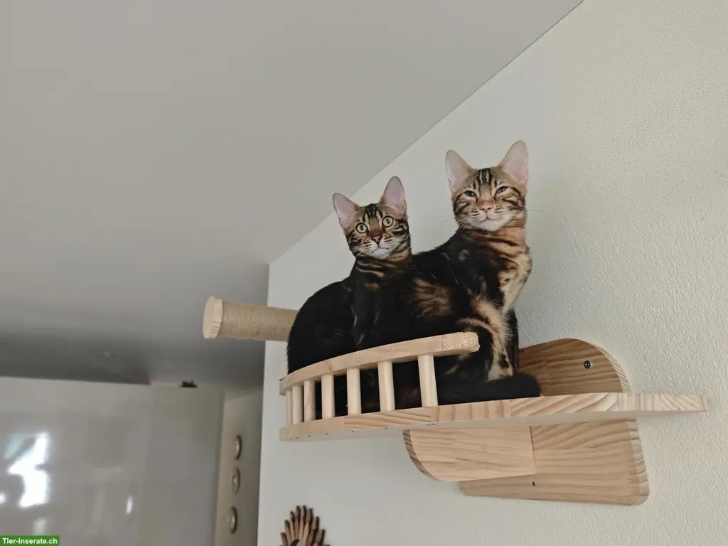 Bengal Geschwister suchen ein neues Zuhause