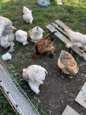 Brahma Hähne zu verkaufen