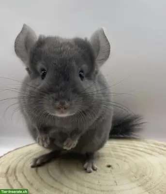Chinchilla Männchen aus Hobbyzucht