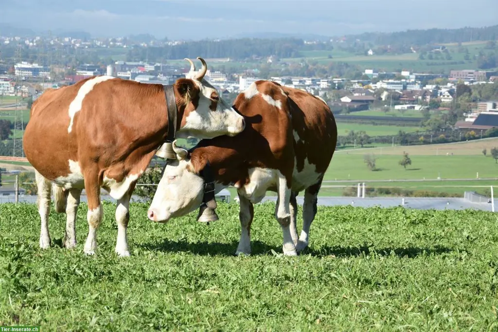 Landwirt EFZ sucht Hof / Pachtland, eventuell Kauf