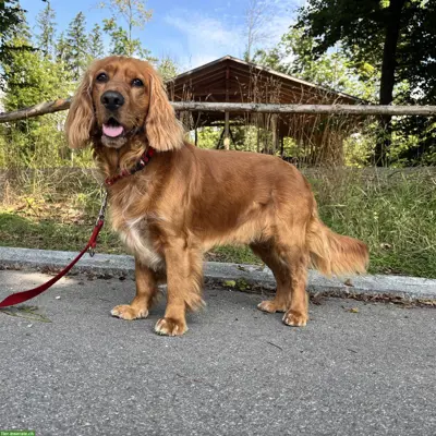 Gringo, Cocker Spaniel Rüde, braucht Hundeerfahrung
