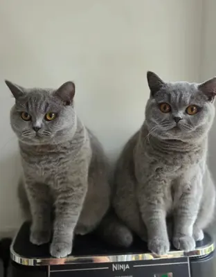 Entzückende Britisch Kurzhaar-Katzen zur Adoption