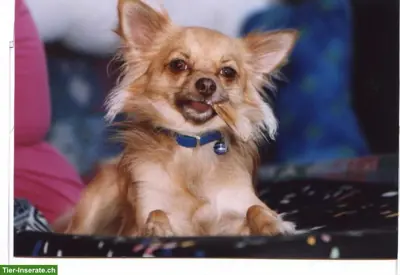 Suche kleinen Hund, Chihuahua oder ähnliches, nicht zu schwer