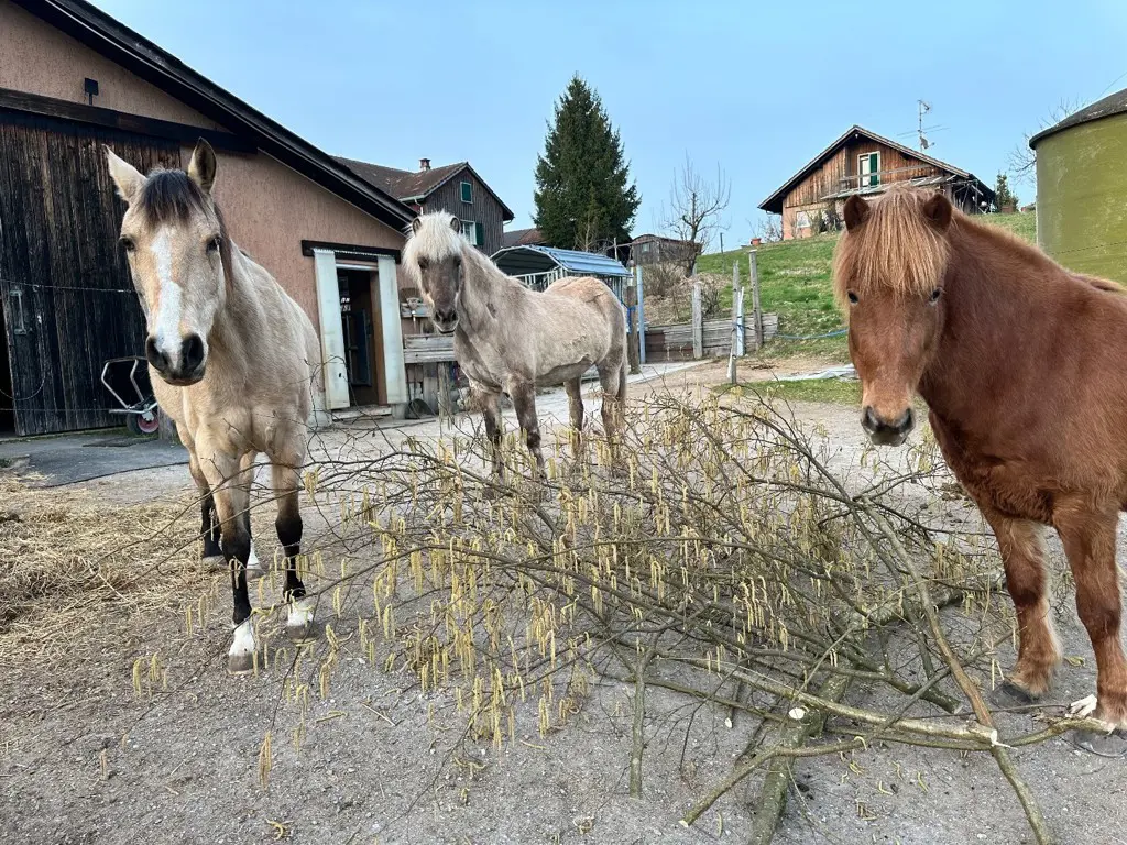 freier Platz in Gruppenlaufstall in der Pfruendweid in 8307 Illnau-Effretikon