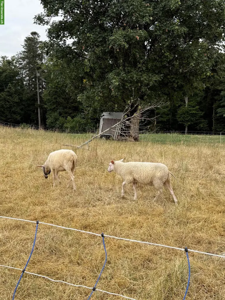 Junge Ostfriesische Milchschafe zu verkaufen