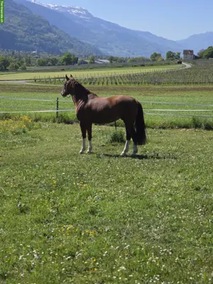 Reitbeteiligung für 7-jähriger Freiberger Stute in Jenins GR