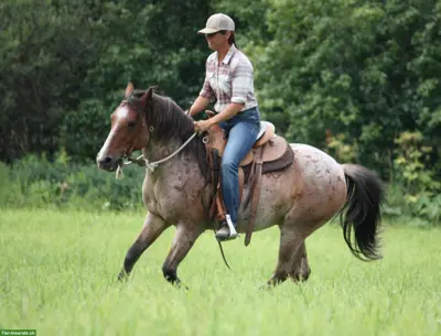 Kanadischer Mustang Wallach