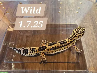 Junge Leopardgecko Weibchen suchen ein schönes Zuhause