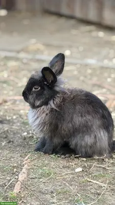 Löwenkopf Zwergkaninchen Männchen