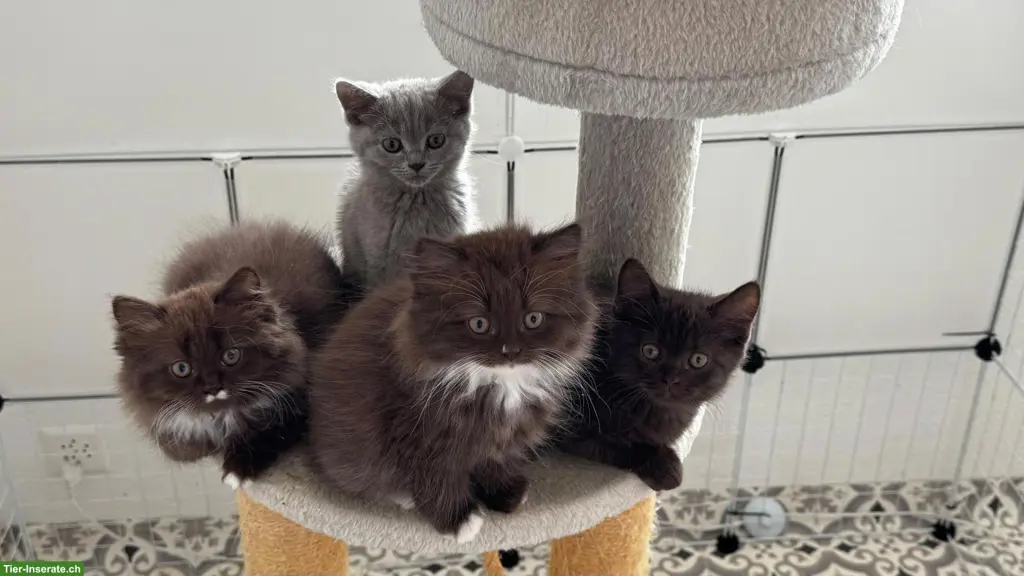 BKH-Kitten, BLH-Kitten, Kätzchen