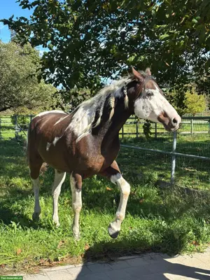 Reitstunden in Fahrwangen AG