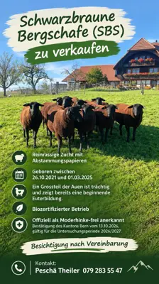 Schwarz Braune Bergschafe SBS