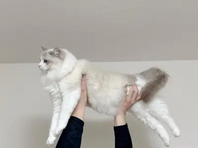 Ragdoll-Kätzchen mit blauen Augen (Nico)
