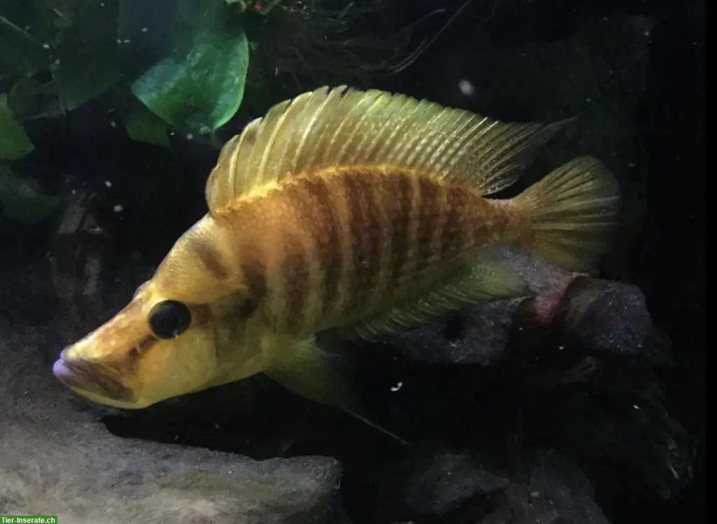 Tanganjika-Buntbarsche, diverse Arten