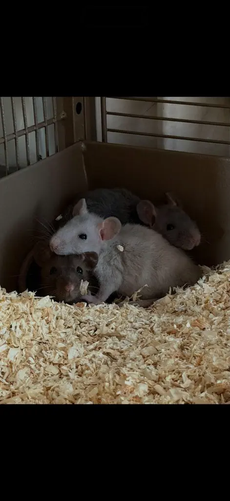 3 männliche Ratten inkl. großem Käfig