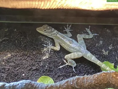 0.1 Anolis lucius GESUCHT