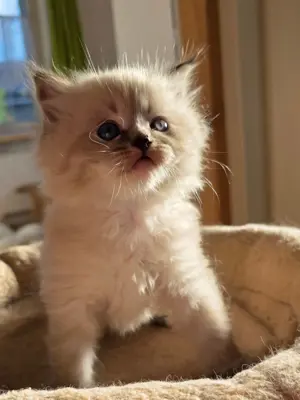 Süsse Ragdollmix Kitten suchen liebevolles Zuhause