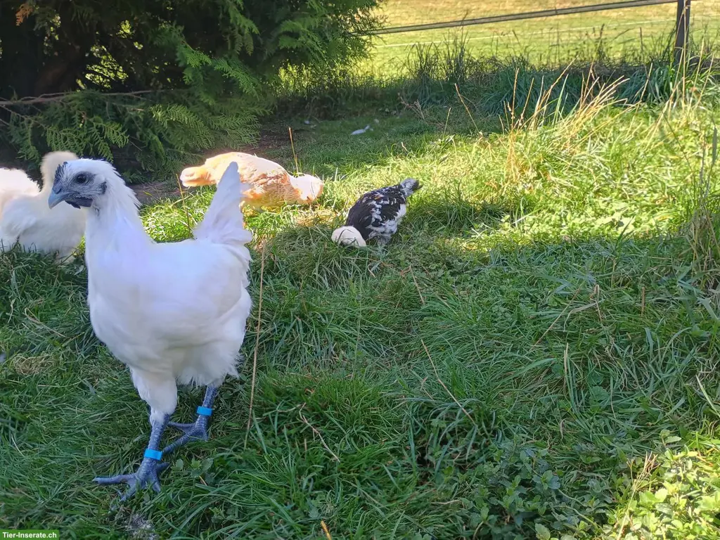 Junge Ga H'Mong Hähne zu verkaufen