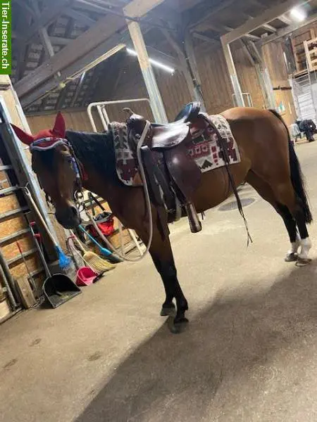 Reitbeteiligung für 8-jährige CH-Sportpony Stute
