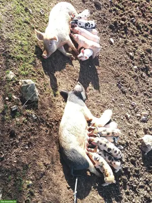 Hausschwein x Turopolje Schweine aus Freilandhaltung zu verkaufen