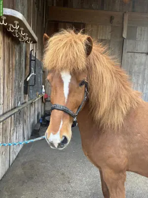 Islandpferd Wallach, 12-jährig, bedingt reitbar