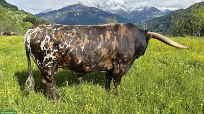 Zahme Texas Longhorn Rinder zu verkaufen